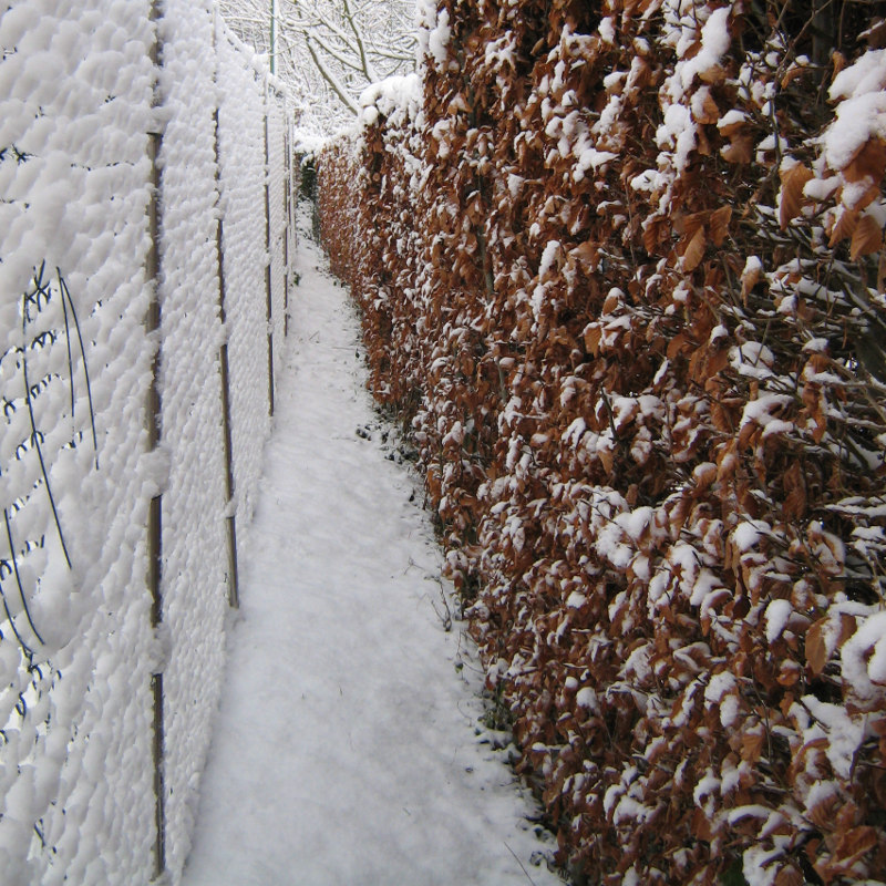 Hecke im Schnee