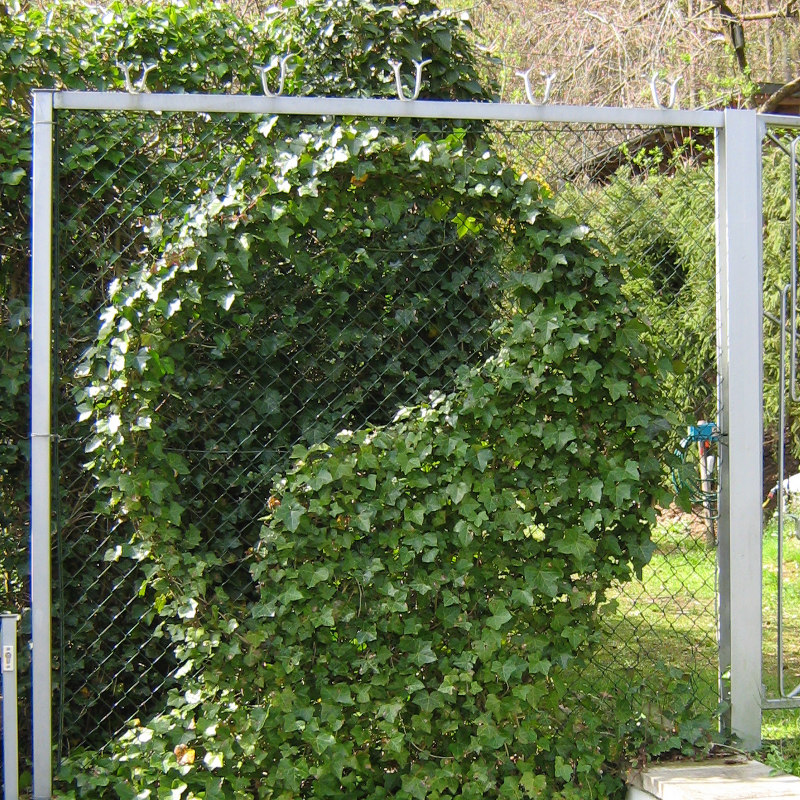 großes Taichizeichen aus Efeu